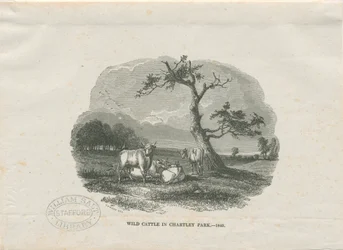 Chartley Hall - Park: drzeworyt grawerowany