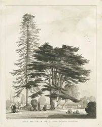 Haughton Rectory: rysunek w sepii