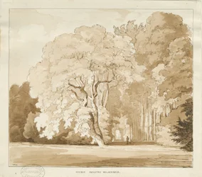Ingestre - studium drzew: rysunek w sepii, bd [?1838] (rysunek)