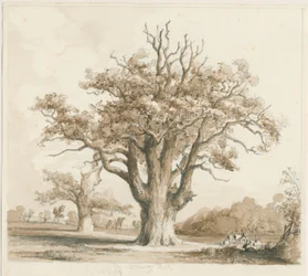 Teddesley Hall - Oak Trees: rysunek ołówkiem i wash, bd [listopad 1842]