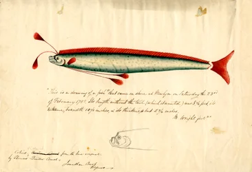 Akwarela przedstawiająca rybę Newlyn Oarfish (Regalecus glesne), ok. 1849 r. (ołówek i akwarela na papierze)