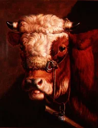 Portret głowy byka