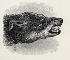 Głowa warczącego psa, z „Wyrażania emocji człowieka i zwierząt” Karola Darwina, 1872