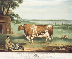 Mały byk rogaty, patriota, rytowany przez Williama Warda, Shrewsbury, 1810 (kolor grawerowany)