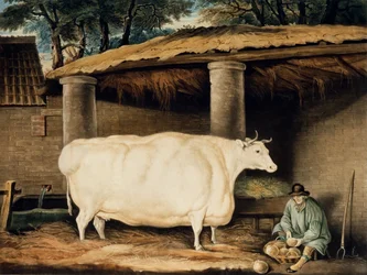 Krótka jałówka rogata rytowana przez Williama Warda, Dartington, 1811 (kolor grawerowany)