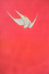 Pink Swoop; sokół żyrardowski