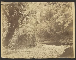[Scena w dżungli: View of Thatched Hut of Palm Fronds, Isthmus of Darién (Panama)]