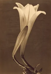 Platynowy nadruk Lily autorstwa Tiny Modotti