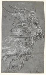 Głowa kozy