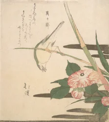 Pokrzewka i Kamelia, ca. 1815-20.