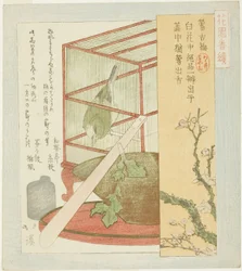 Pokrzewka w klatce, z serii „Seria A dla grupy Hanazono (Hanazono bantsuzuki)”