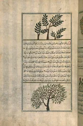 Kadzidło nad drzewem migdałowym, według traktatu Zakariya ibn Muhammada al-Qazwini (atrament i pigmenty na papierze europejskim)