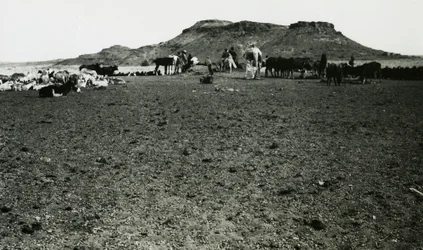 Widok obszaru archeologicznego Naqa z dromaderami i bydłem, Sudan, zdjęcie Ugo Monneret de Villard
