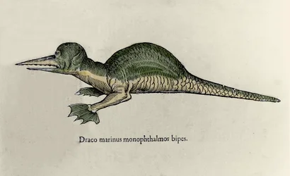 Reprezentacja morskiego smoka. Tablica z rękopisem Historii Naturalnej autorstwa Ulisse Aldrovandi (1522-1605) o potworach