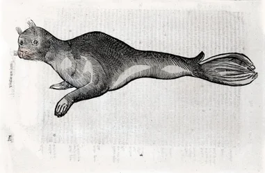 Przedstawienie pieczęci Tabliczka ilustrowana z rękopisu Historii Naturalnej autorstwa Ulisse Aldrovandi (1522-1605), Ulisse Aldrovandi fonds, Biblioteka Uniwersytecka w Bolonii, wyd. 1603.