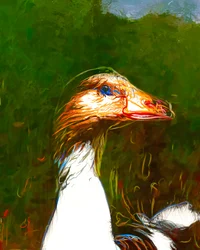 Żywy portret gęsi