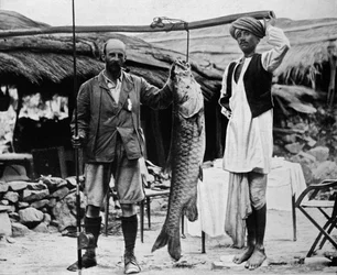 59 funtów Mahseer, złapany przez kpt. HBD Campbell, RE, w górnym Gangesie, c1903, 1903