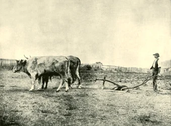 Zespół Bullock Pług, 1901.
