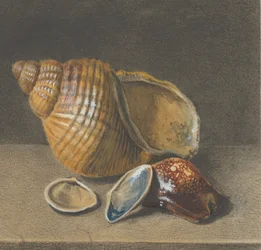 Cowrie oraz większa i dwie mniejsze muszle, koniec XVII-połowa XVIII wieku.