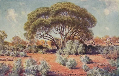 Żyzne miejsce w Australii Środkowej, 1923.