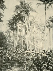 Gaj palm, 1901.