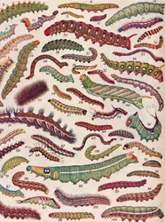 Sto różnych rodzajów gąsienic motyli i ciem, 1935
