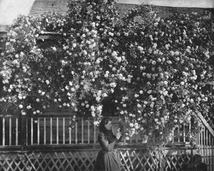 Dom na tle róży, Południowa Kalifornia, USA, ok. 1900 r.