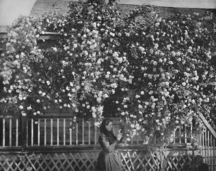 Dom na tle róży, Południowa Kalifornia, ok. 1897 r.