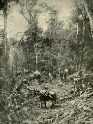 Wyboista droga, Tasmania, 1901.