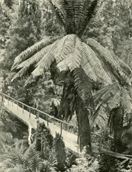 Rustykalny most, 1901.