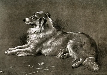 Owczarek, 1901