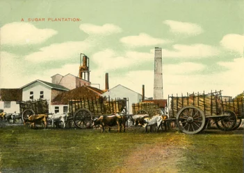 Plantacja Cukru, Kuba.