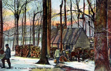 Obóz cukru klonowego Vermont, USA, początek XX wieku