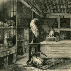 Sklep z dzikimi zwierzętami, ok. 1873 r.