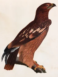 Kolorowa ilustracja brązowego ptaka