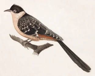 Kolorowa ilustracja szarego ptaka