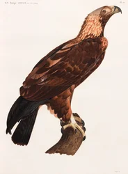 Całostronicowa kolorowa ilustracja orła