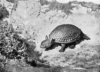 Glyptodon, XX wiek