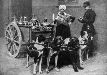 Mleczarka z inspektorem rządowym, Belgia, 1922
