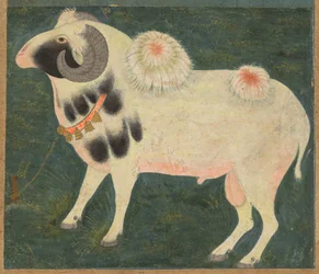 Baran królewski ze złotym łańcuszkiem, ok. 1900 r. 1585, granica dodana prawdopodobnie 1700s.