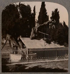 Dąb Abrahams koło Hebronu, ok. 1900