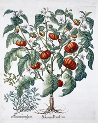 Afrykańskie rośliny pomidora i majeranku, 1613
