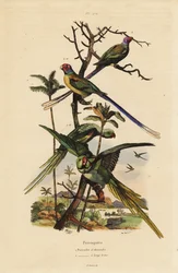 papuga długoogonowa , papuga długoogonowa , papuga długoogonowa , papuga długoogonowa , papuga długoogonowa , papuga długoogonowa