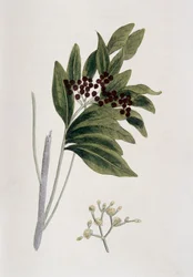 Ziele angielskie, 1823