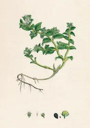 Peploidy alsyńskie. Portulaka morska, XIX w.