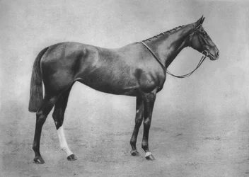 Dziewczyna z Ameryki, 1911