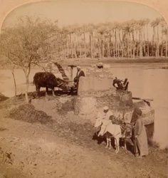 Egipcjanka Sakiyeh, czerpiąca wodę z Nilu do nawadniania, Egipt, 1896 r.