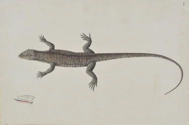 Indyjska jaszczurka biszkopra, ca. 1790.