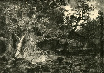Stary las niemiecki, 1890.