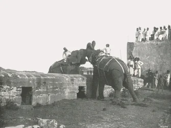 Walka słoni, Hyderabad, Indie, 1895.